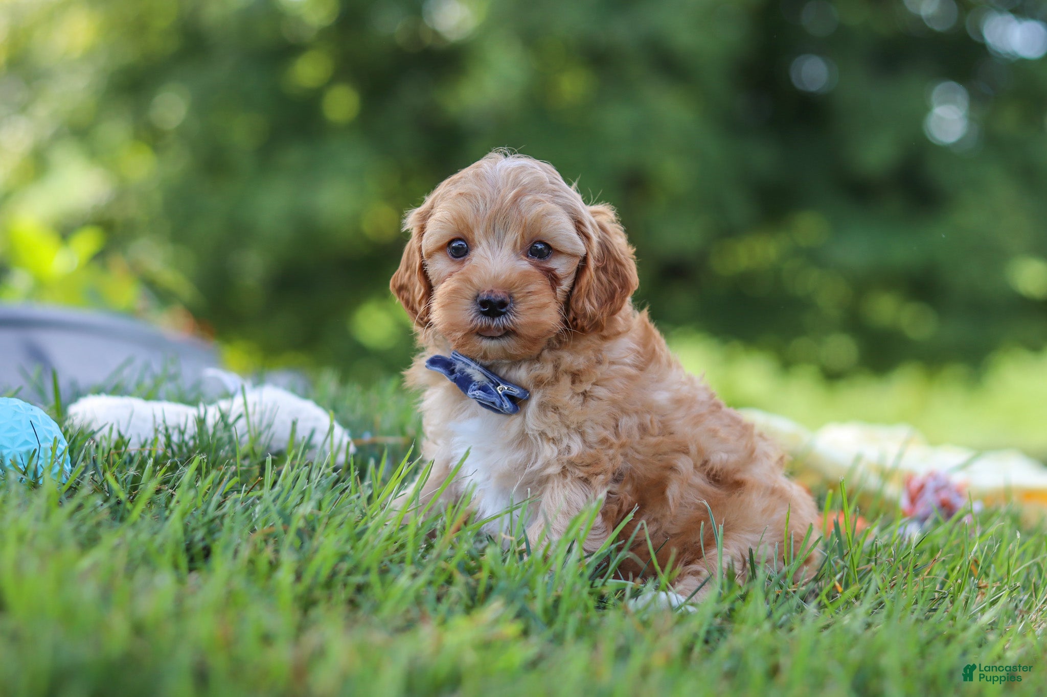 Yorkiepoo dogs Asher - Ad 1