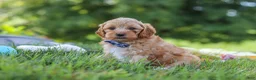 Yorkiepoo dogs for sale: Asher - Ad 1