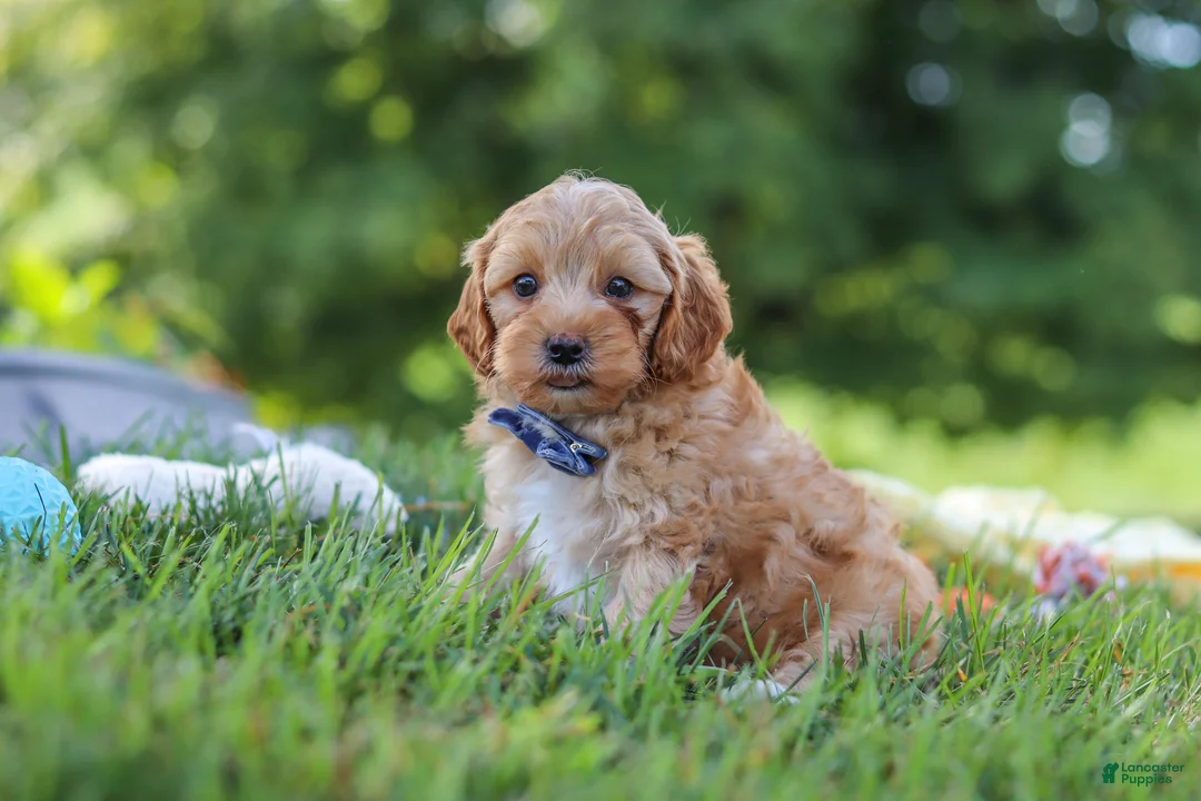 Yorkiepoo dogs for sale: Asher - Ad 1