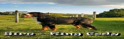 Bernese Mountain Dog dogs for sale: King - Ad 11