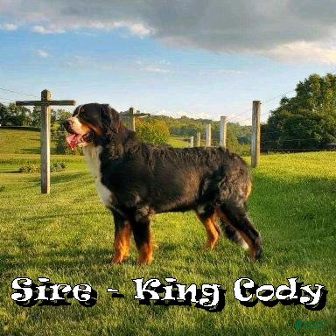 Bernese Mountain Dog dogs for sale: King - Ad 11