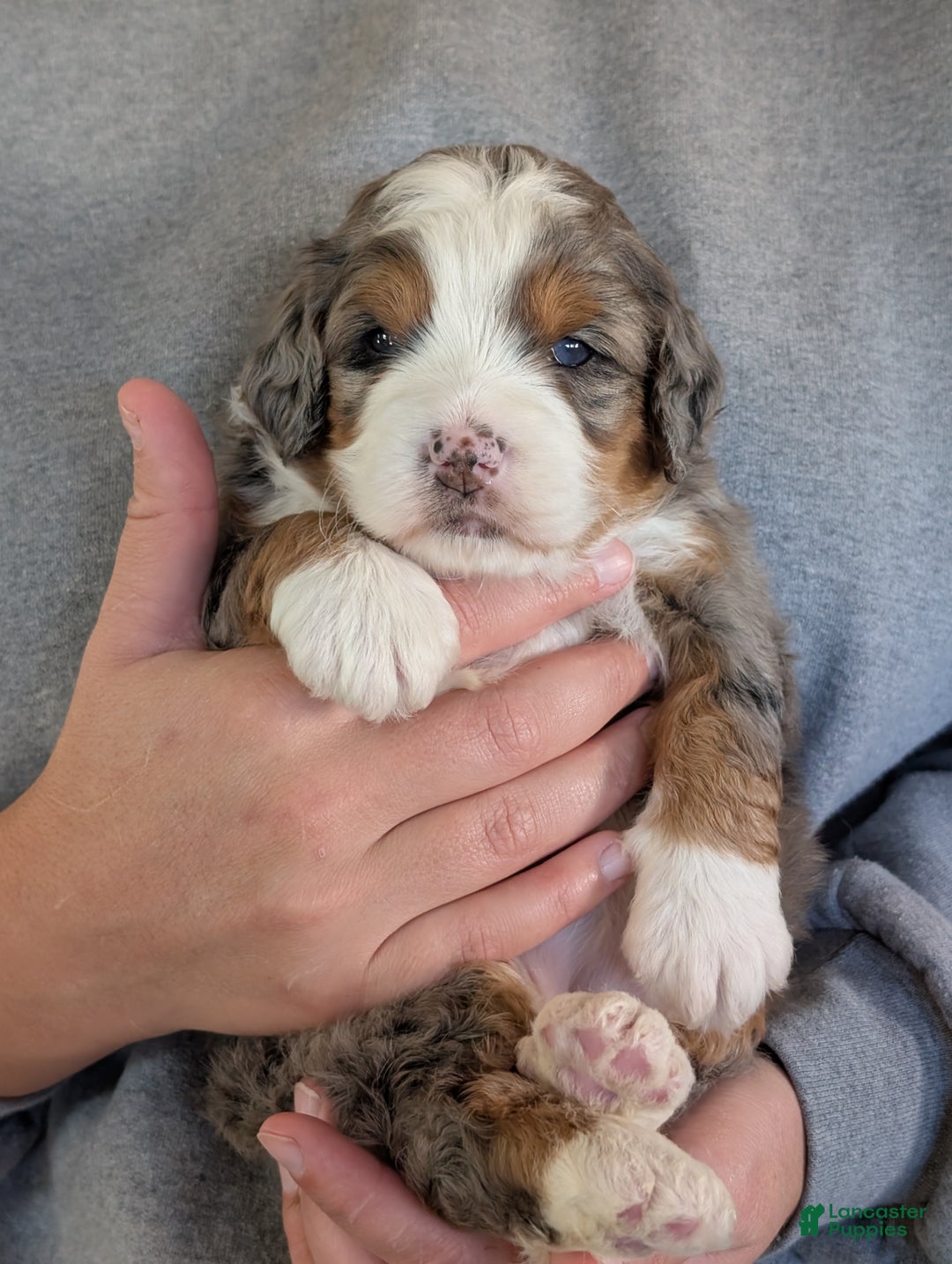 Mini Bernedoodle dogs for sale: Mini Sadie  - Ad 5