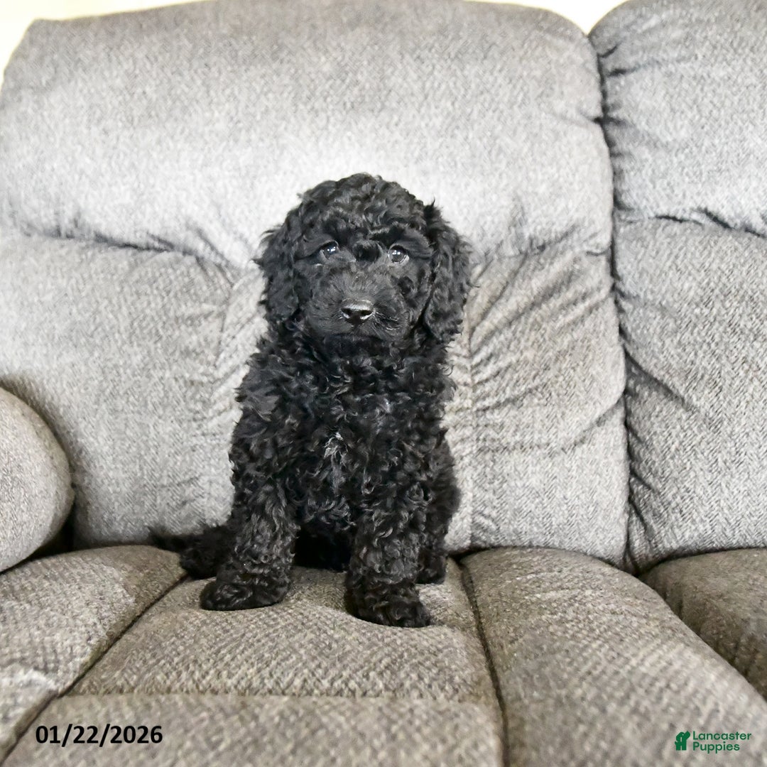 Cockapoo dogs for sale: Monty  - Ad 3