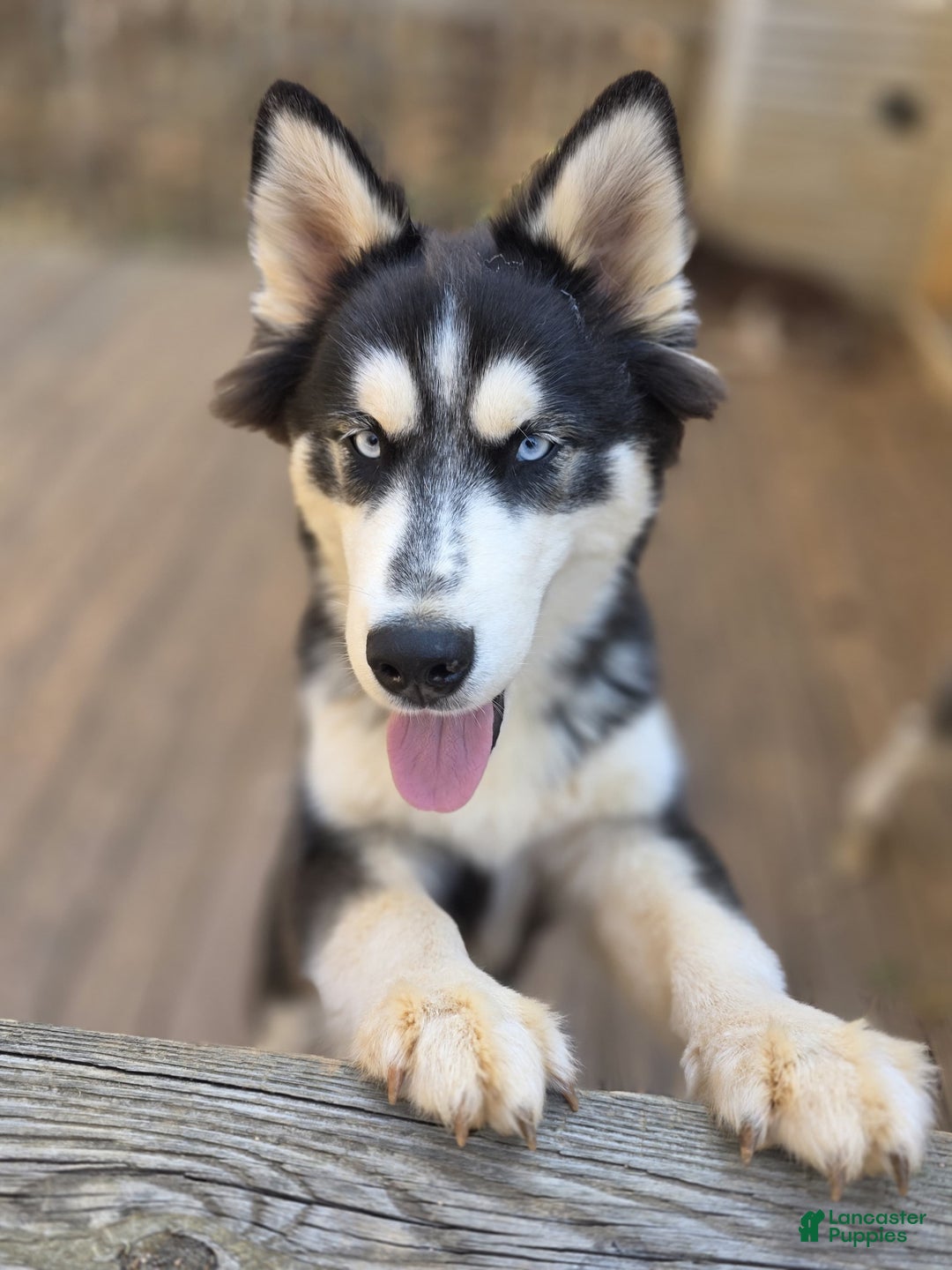 Siberian Husky dogs for sale: Panda - Ad 4