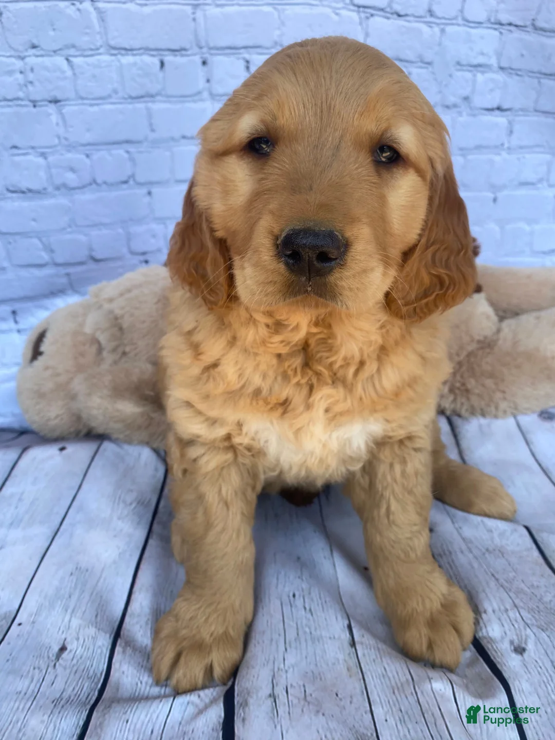 Golden Retriever dogs for sale: Penny - Ad 10