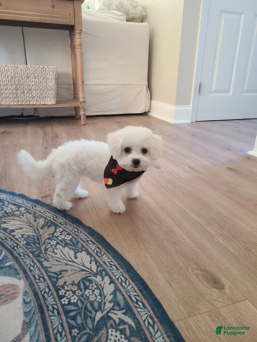 Gallery Image {{count}}