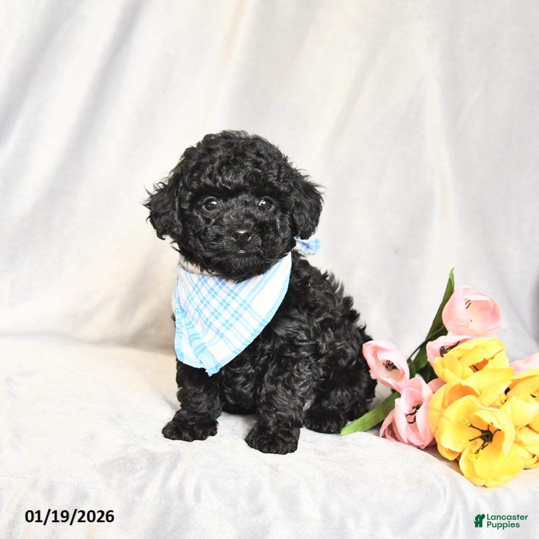 Toy Poodle dogs for sale: Hershey - Ad 2