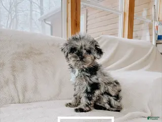 Toy Poodle dogs Cash - Ad 33