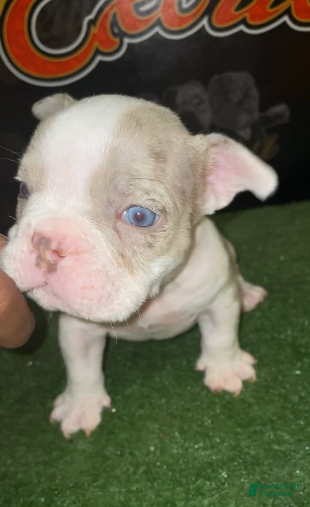 American Bully dogs Merle Male #2 - Ad 9
