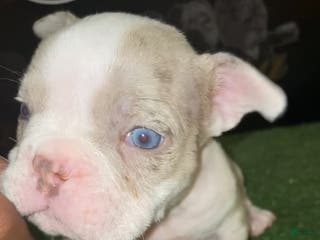 American Bully dogs Merle Male #2 - Ad 11