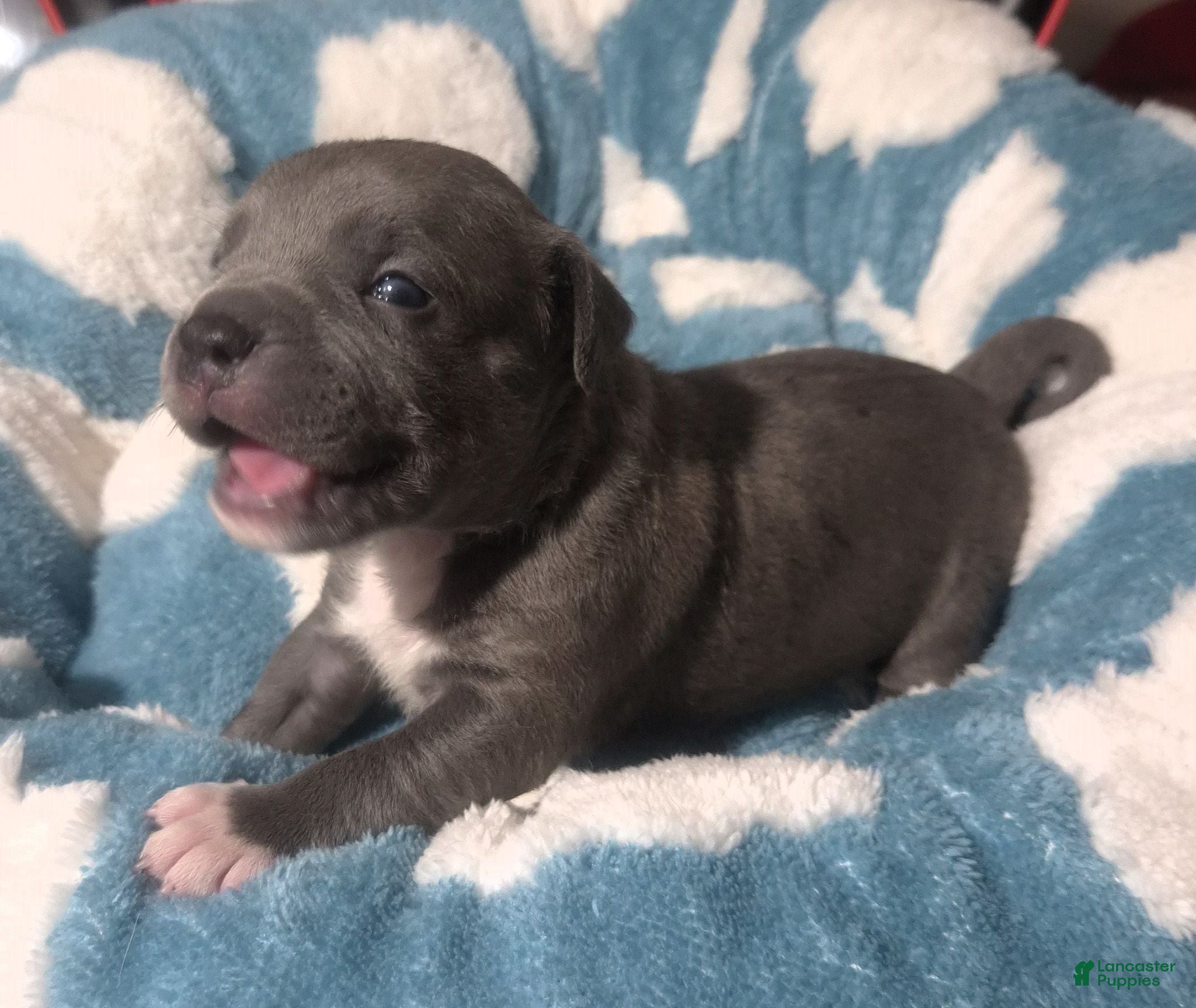 American Bully dogs NEW BLUE & WHITE UKC REGISTERED PUPZ - Ad 4