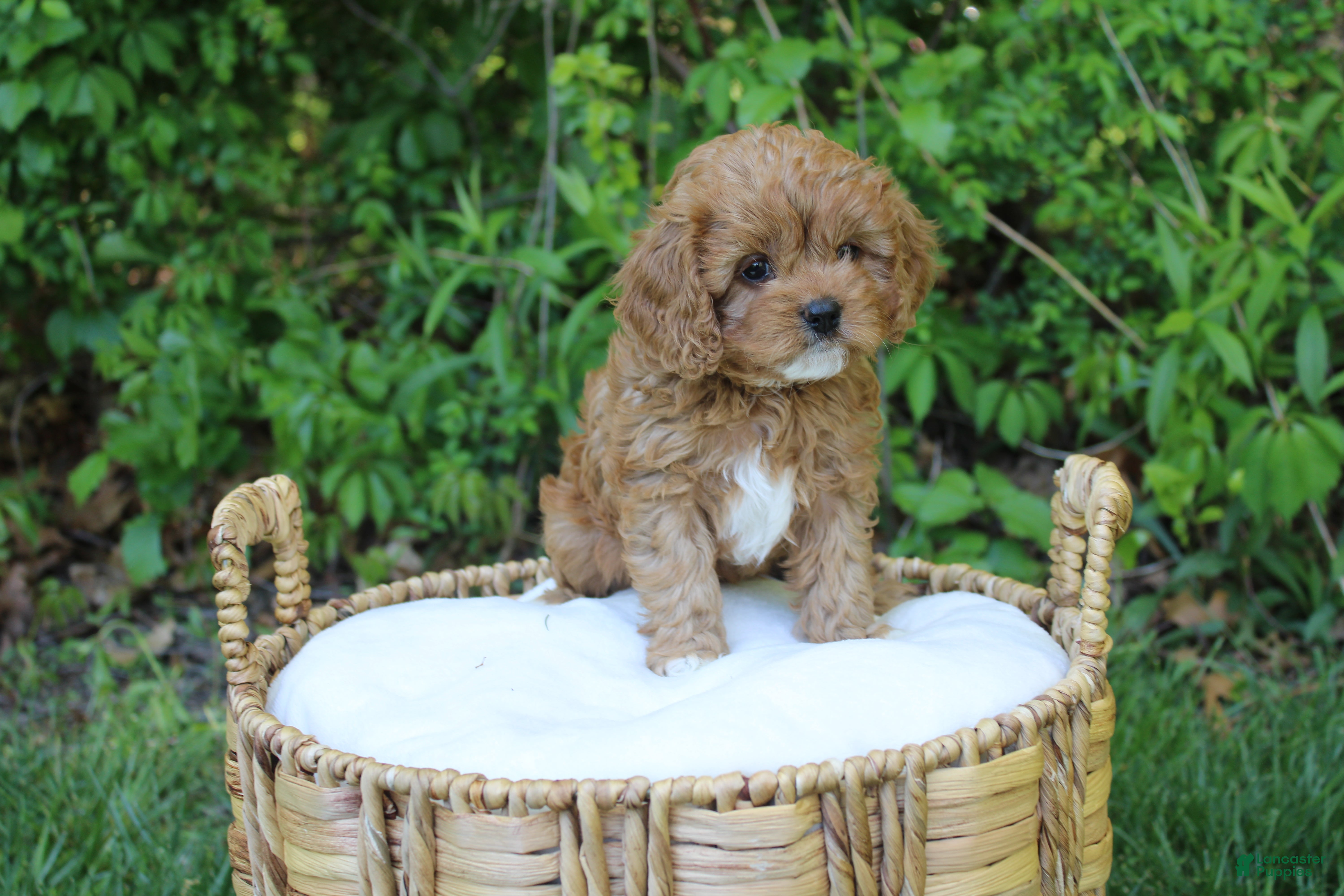 Cavapoo dogs for sale: Liberty  - Ad 3