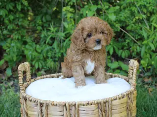Cavapoo dogs for sale: Liberty - Ad 3