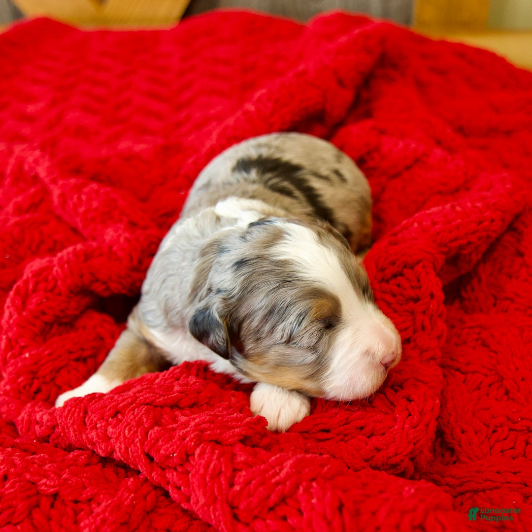 Mini Bernedoodle dogs for sale: Mercy Girl - Ad 8