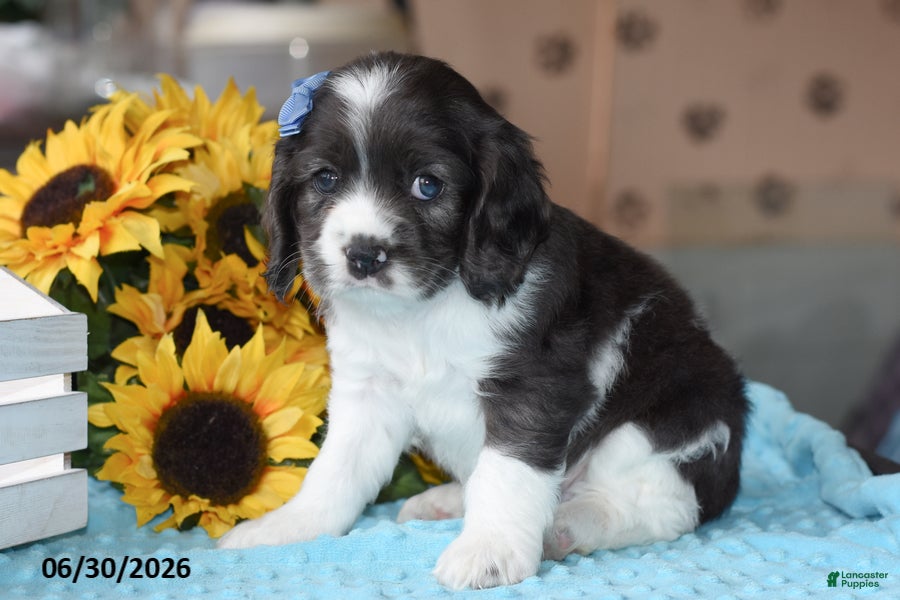 Cocker Spaniel dogs Princess - Ad 2