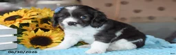 Cocker Spaniel dogs for sale: Princess - Ad 2