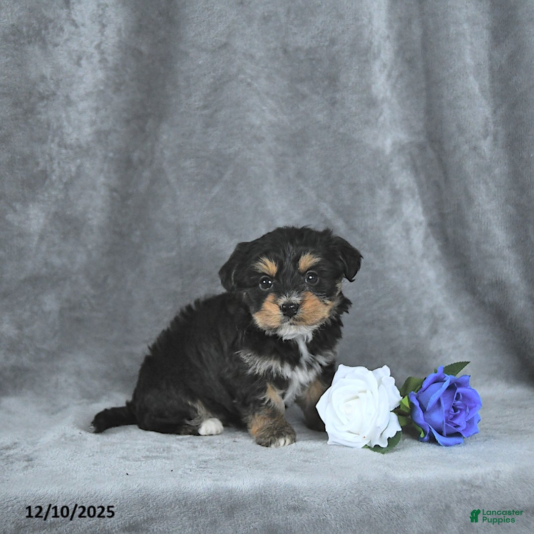 Mixed Breed dogs for sale: Rudolph EXTRA SMALL - Ad 2