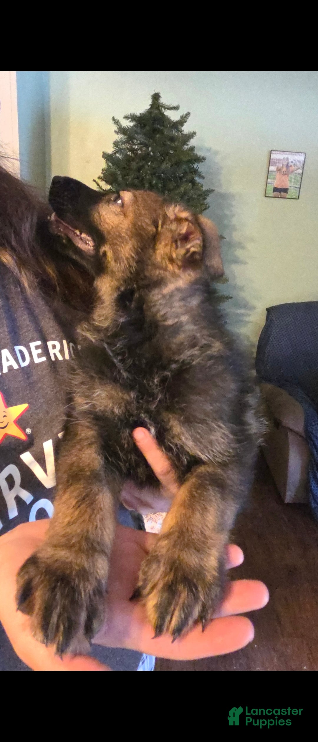 German Shepherd dogs for sale: German Shepherd Puppy 1 - Ad 1