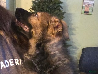 German Shepherd dogs German Shepherd Puppy 1 - Ad 5