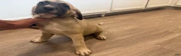 Mixed Breed dogs for sale: Mixed Breed 3 - Ad 2