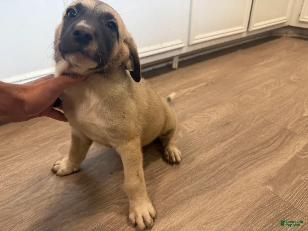 Mixed Breed dogs for sale: Mixed Breed 3 - Ad 2
