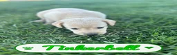 Labrador Retriever dogs for sale: Tinkerbell - Ad 2