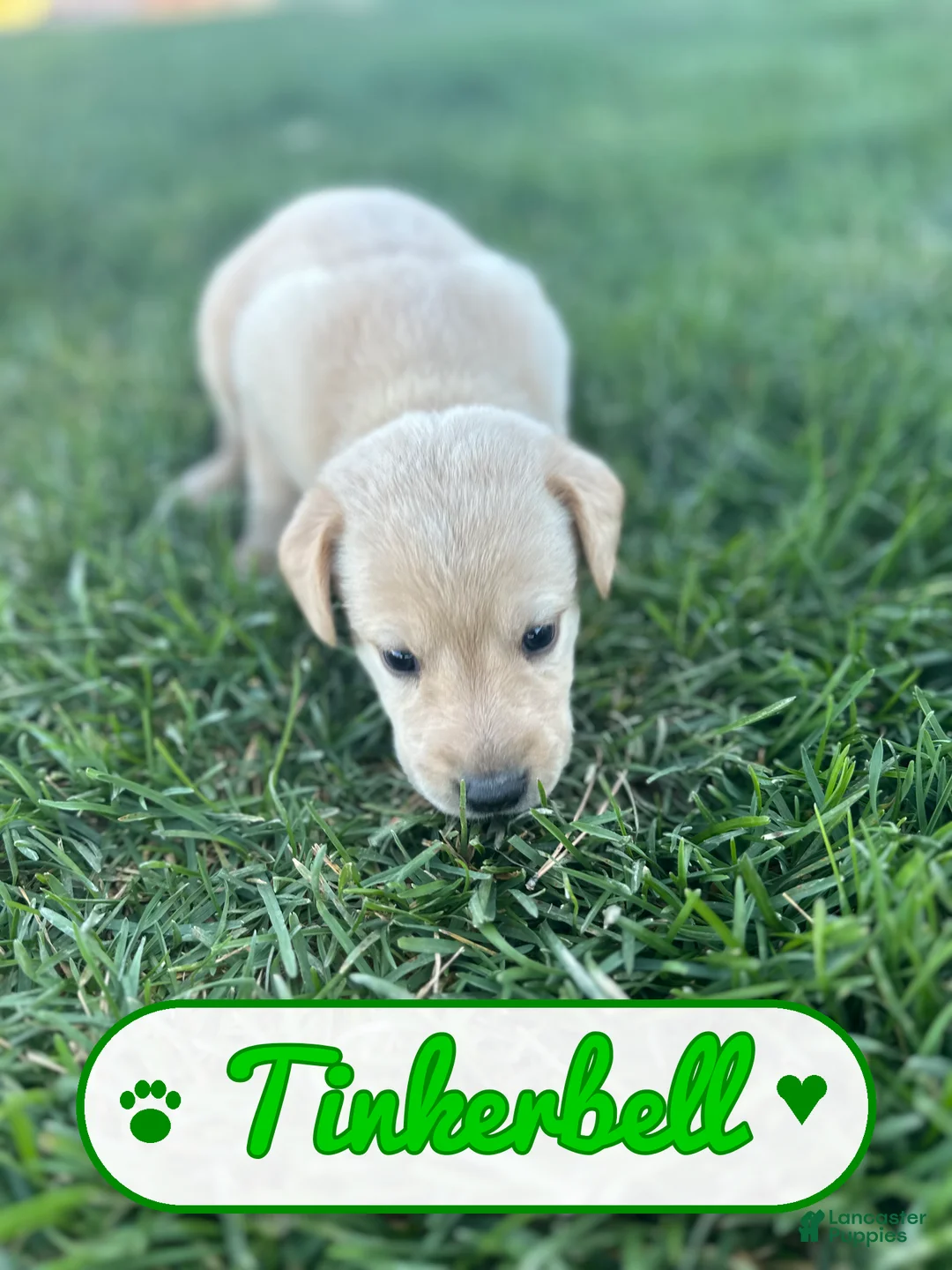 Labrador Retriever dogs for sale: Tinkerbell - Ad 2