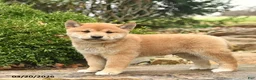 Shiba Inu dogs for sale: Dallas  - Ad 3