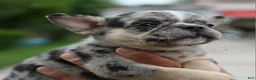 Mixed Breed dogs for sale: Cindy merle and tan  - Ad 4