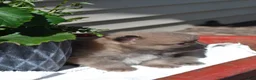 Pomeranian dogs for sale: Western - Ad 2