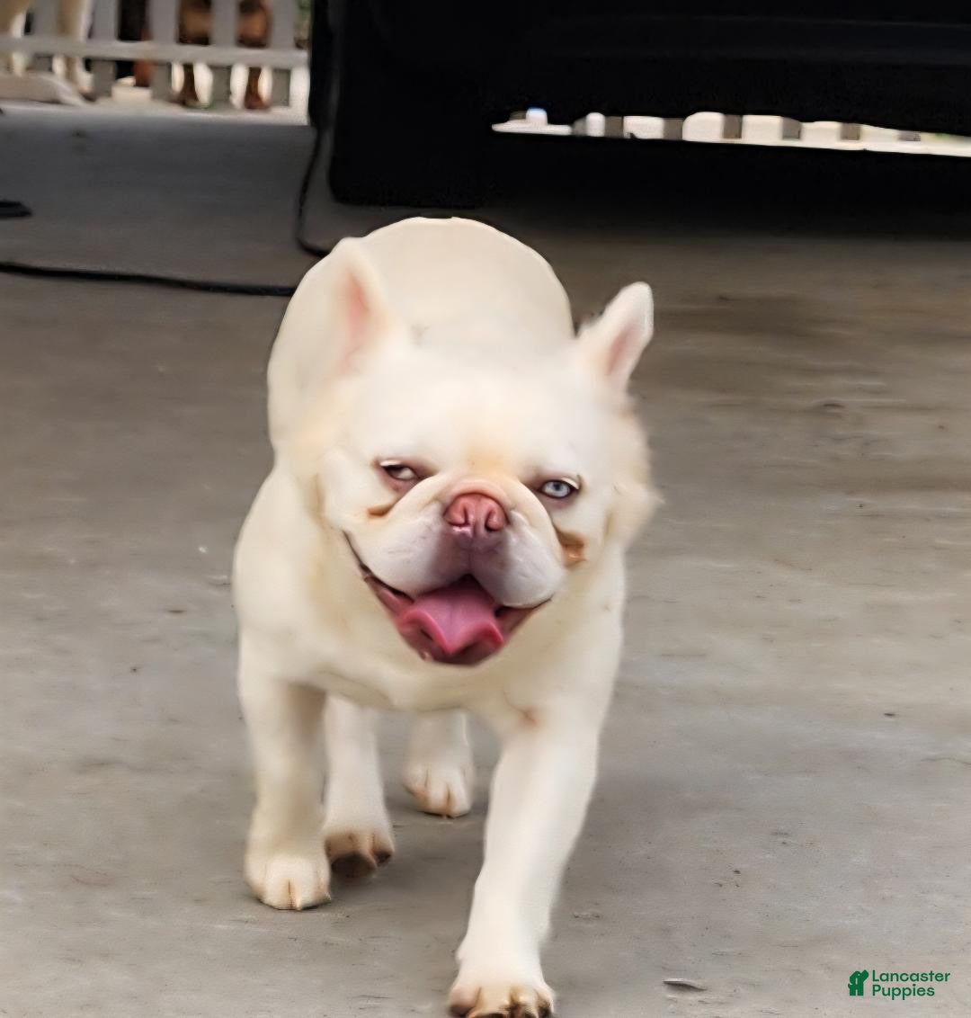French Bulldog dogs for sale: Visual Full Fluffy Merle Frenchie Carry Pink😍🎀 - Ad 2