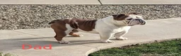 English Bulldog dogs for sale: AKC Emma  - Ad 9