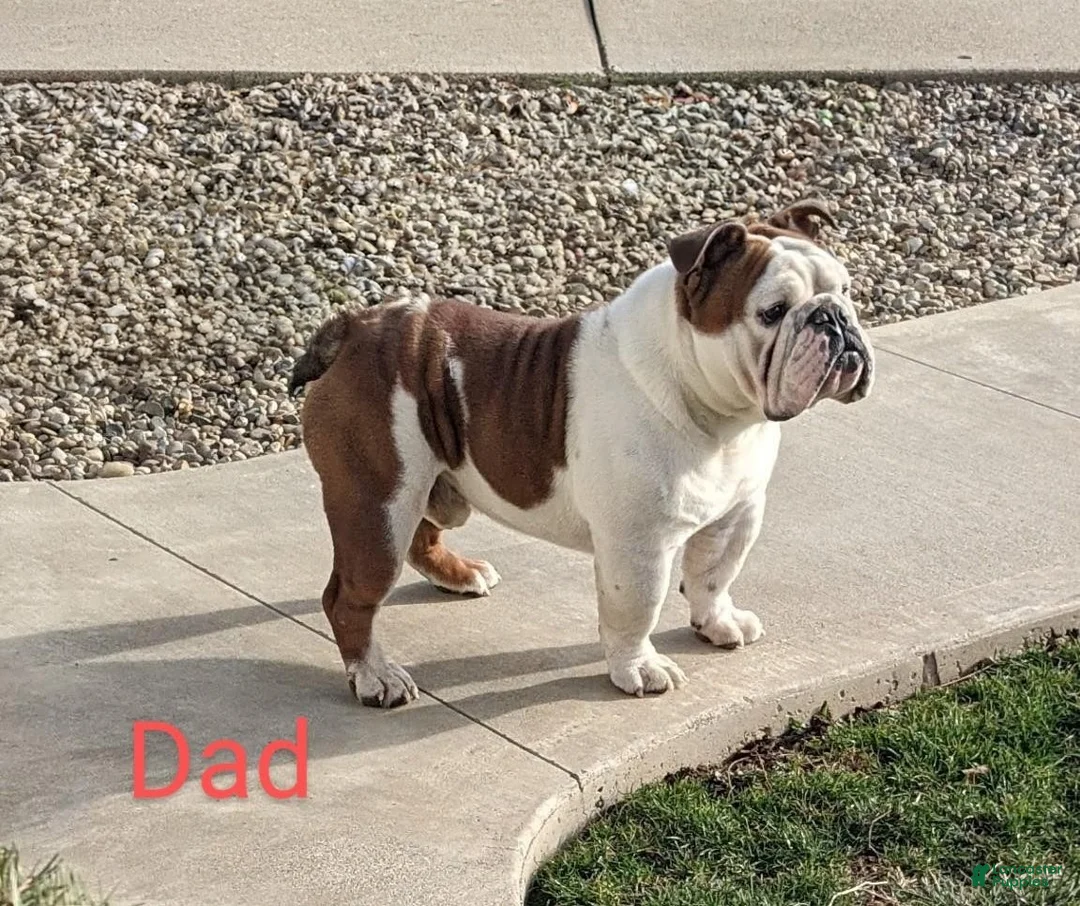 English Bulldog dogs for sale: AKC Emma  - Ad 9