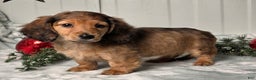 Miniature Dachshund dogs for sale: Shelly - Ad 1
