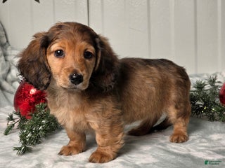 Miniature Dachshund dogs Shelly - Ad 16