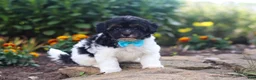 Havapoo dogs for sale: Joey - Ad 1