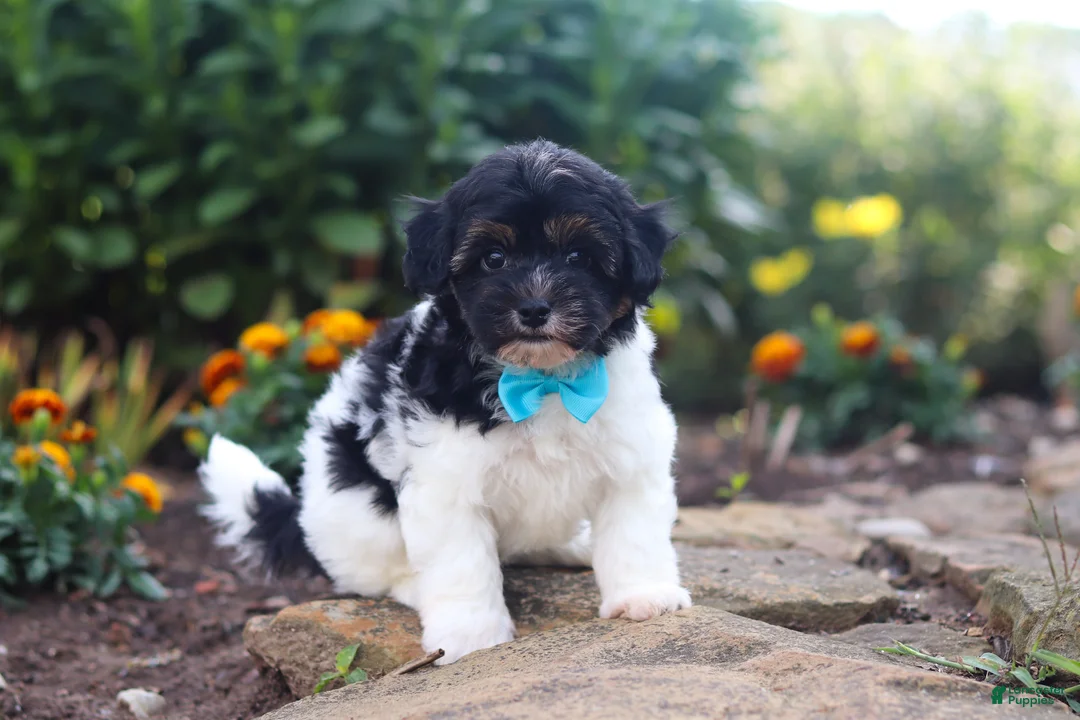 Havapoo dogs for sale: Joey - Ad 1