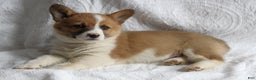 Welsh Corgi Pembroke dogs for sale: Pal - Ad 3