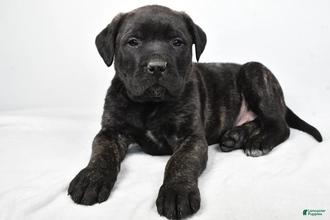 English Mastiff dogs for sale: Badger - Ad 8