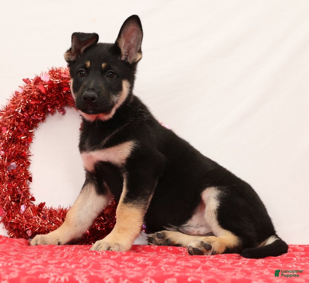 German Shepherd dogs for sale: Mickey - Ad 5