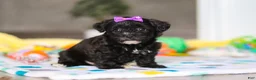 Yorkiepoo dogs for sale: Allie - Ad 4