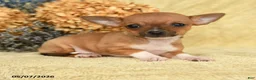 Chihuahua dogs for sale: Taco - Ad 2