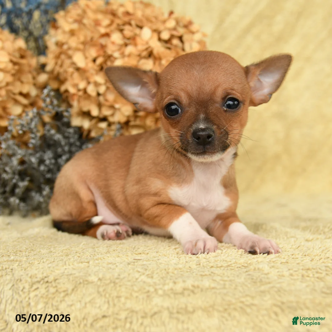 Chihuahua dogs for sale: Taco - Ad 2