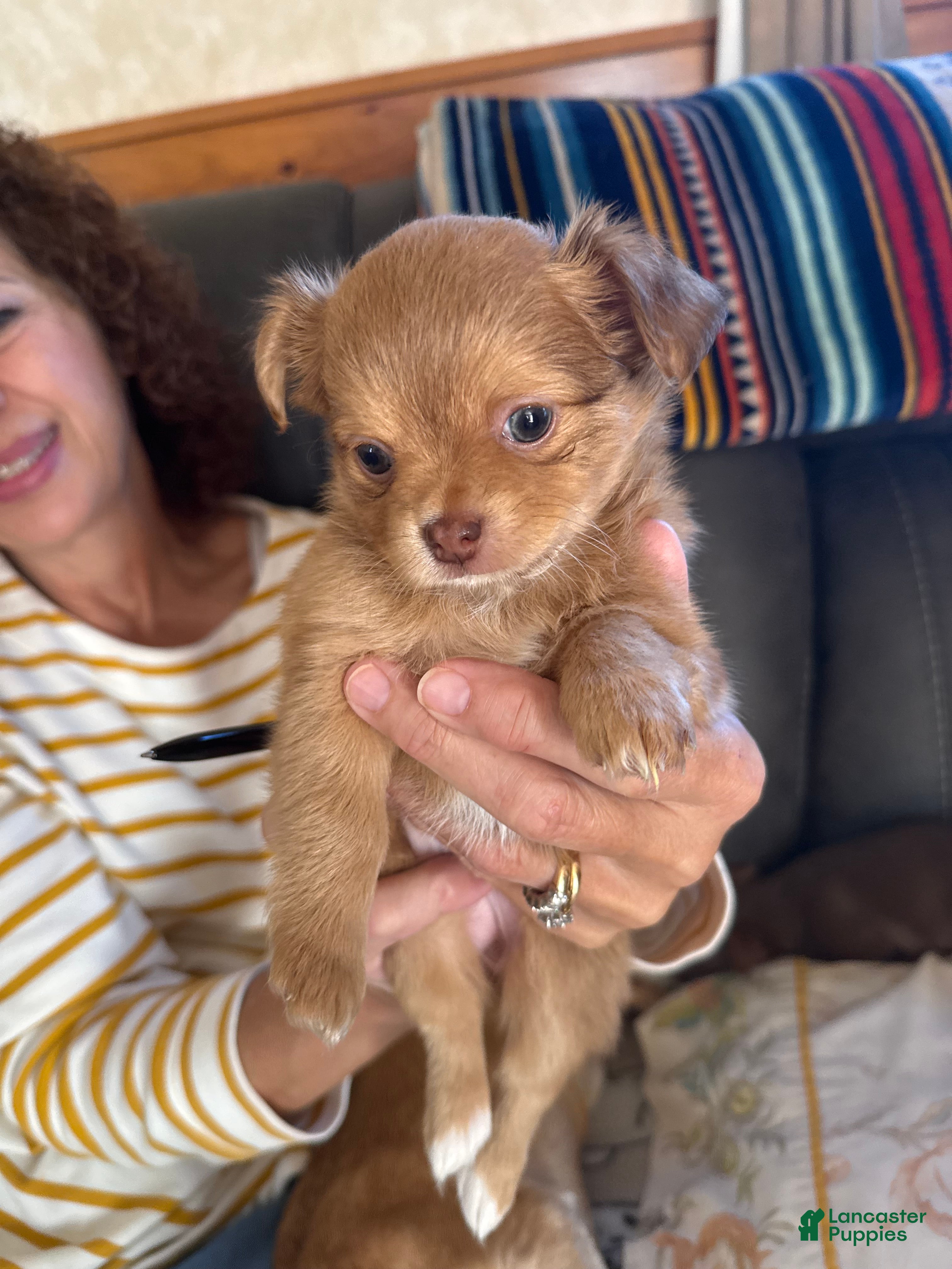 Chihuahua dogs Chihuahua Puppy  - Ad 8