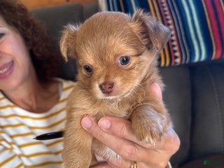 Chihuahua dogs Chihuahua Puppy - Ad 7