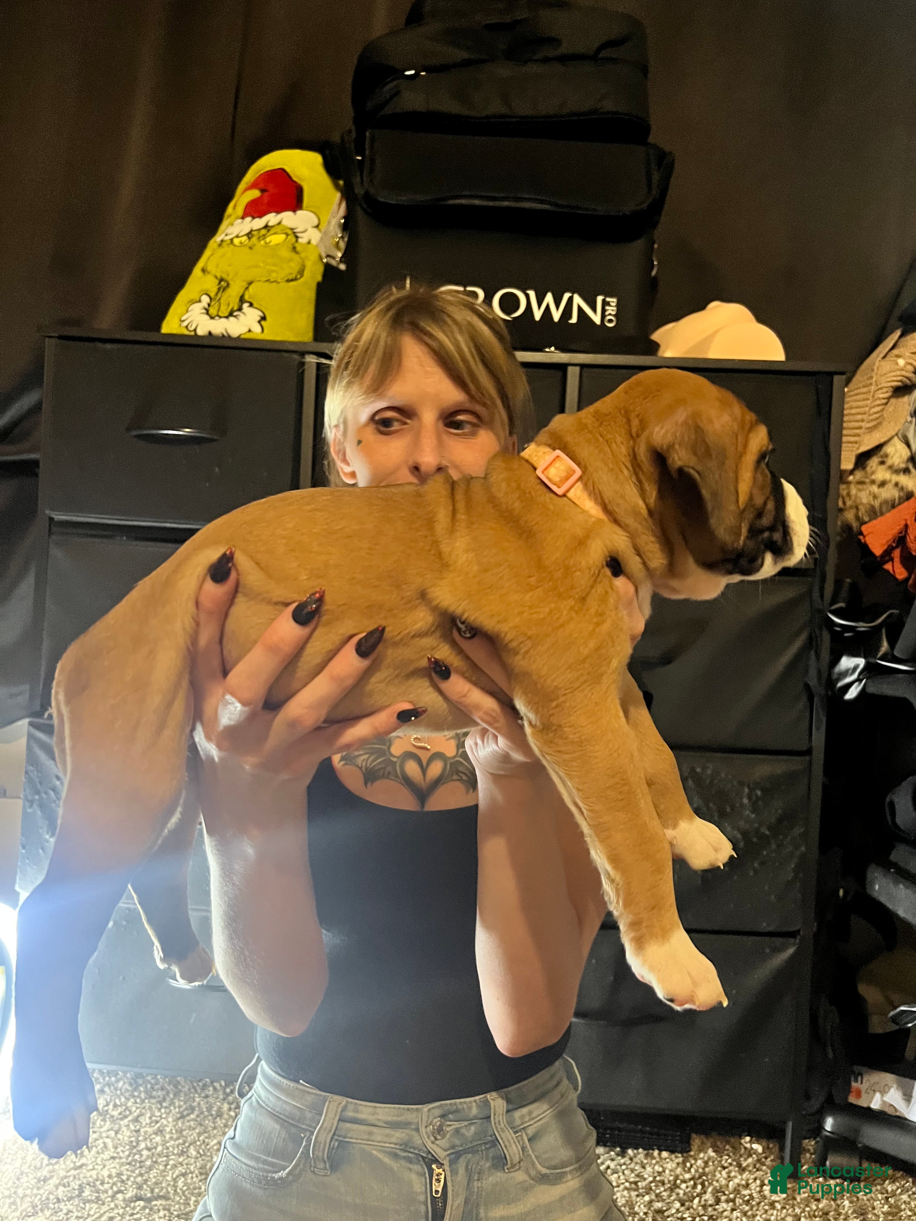Mixed Breed dogs Mixed Breed 8 - Ad 10