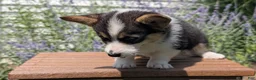 Welsh Corgi Pembroke dogs for sale: Lanie - Ad 3