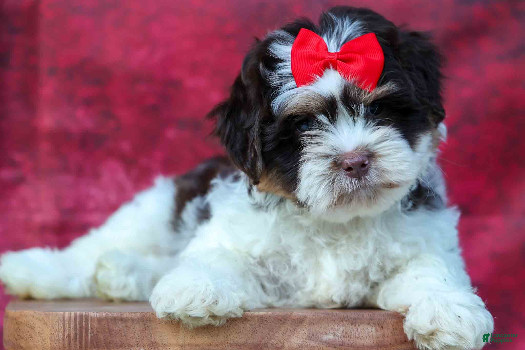 Teddy Bear dogs  Ollie Bear 💙 - Ad 1