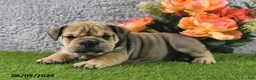 English Bulldog dogs for sale: Mitch - Ad 4
