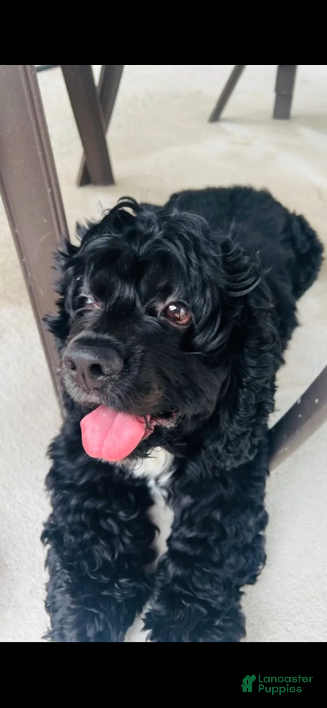 Mixed Breed dogs for sale: Nico - Ad 4